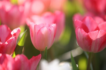 pink tulip flowers in close up