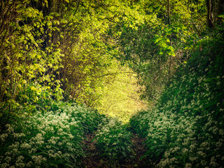 wild garlic ramsons in a grave yard cornwall uk at sunset 