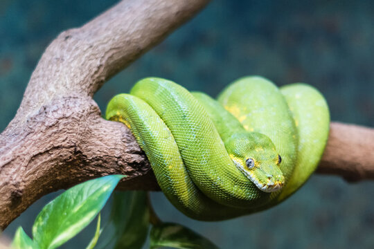 green tree python snake, Morelia viridis, reptile family pet