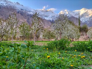 A cherry trees in an orchard bloom beautifully, there are beautiful mountains covered with snow behind them

