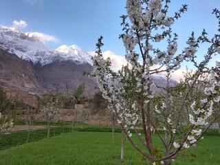 A cherry tree bloom beautifully 