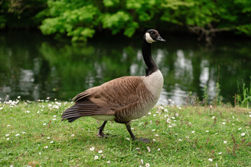 Canada goose in a park by a lake in spring