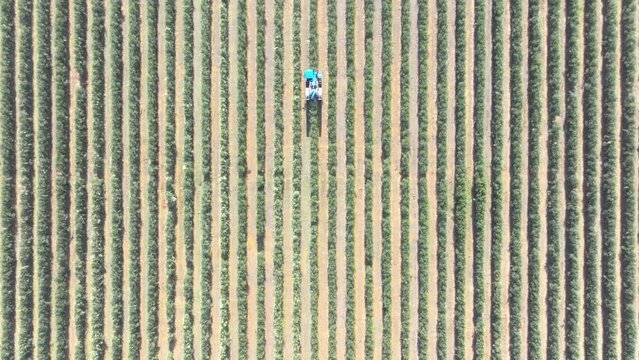 Tracking shot from Bird's Eye View (Extreme Wide Shot) of a super-intensive olive harvester harvesting in super-intensive olive groves. Super High-Density (SHD) olive groves are a modern cultivation