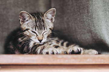 Adorable chaton tigré gris à la maison