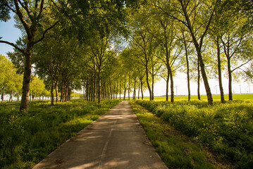 bicycle road in the summer park