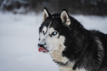 Siberian Husky dog twith multi-colored eyes shows tongue in winter, close-up photo of the muzzle.
