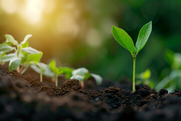 Fototapeta premium Young green sapling growing in fertile soil, symbolizing new beginnings and environmental care in the concept of sustainability, agriculture, and nature conservation.