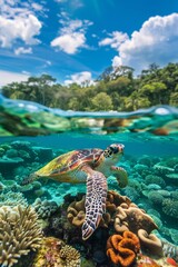 Sea turtle swimming near the ocean surface coral reef below