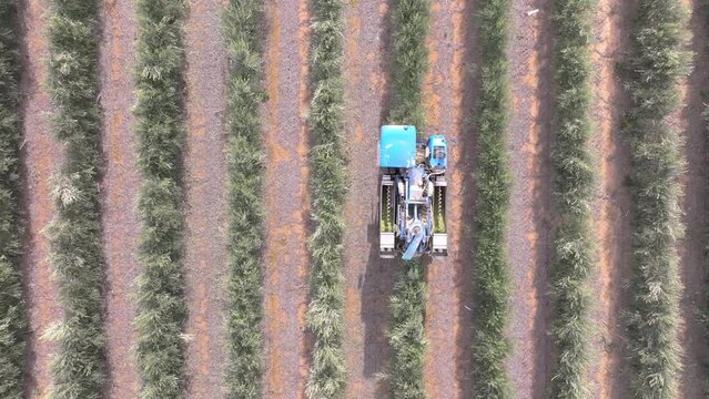 Tracking shot from Bird's Eye View (medium angle view) of a super-intensive olive harvester harvesting in super-intensive olive groves. Super High-Density (SHD) olive groves are a modern cultivation