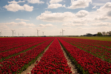 dutch windmill in red tulip field