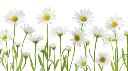Obraz na płótnie Canvas Beautiful chamomile flowers in meadow, Flower background, Chamomile in the nature, Copy space, Soft focus - Image,Beautiful daisies on white background, closeup, Floral background 