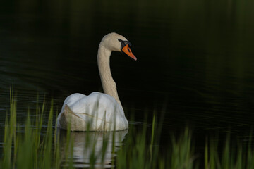 Beautiful Mute Swan (Cygnus olor) floating on water with reflection on a dark background. Gelderland in the Netherlands.                 