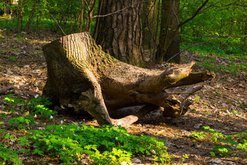 An old tree stump photographed in close-up