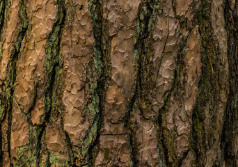 tree bark photographed in close-up