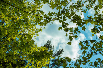flowers, grass, photographed in close-up
