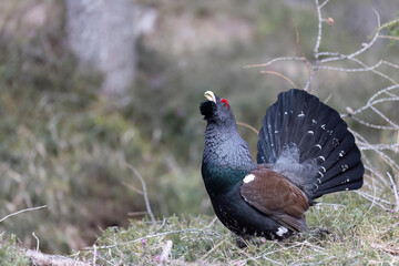 The male western capercaillie (Tetrao urogallus), in a forest in the Veneto region of Italy