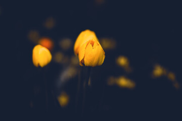 Beautiful yellow tulip flowers bloom in a flower bed during the twilight of a summer evening. The...