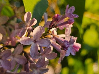 floral background, lilac flowers