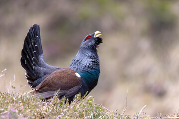 The male western capercaillie (Tetrao urogallus), in a forest in the Veneto region of Italy