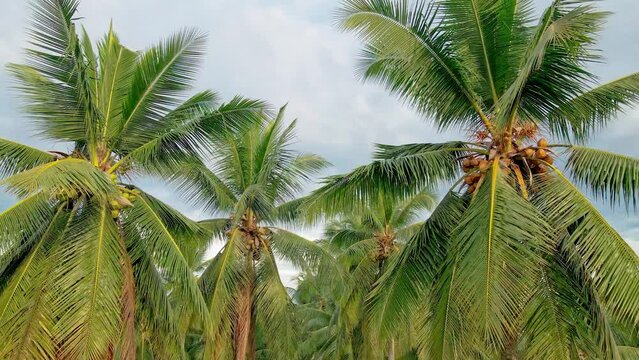 Aerial view of coconut tree plantation