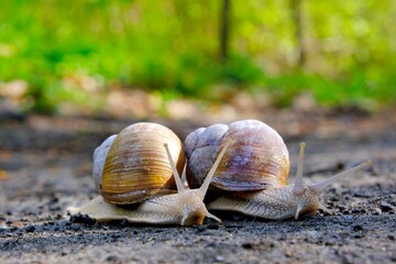 Closeup of two Helix pomatia on the road in forest.  Common names the Roman snail, Burgundy snail, edible snail or escargot. 