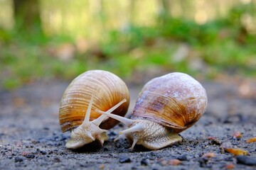 Closeup of two Helix pomatia on the road in forest.  Common names the Roman snail, Burgundy snail, edible snail or escargot. 