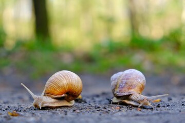 Closeup of two Helix pomatia on the road in forest.  Common names the Roman snail, Burgundy snail, edible snail or escargot. 