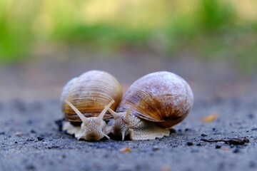 Closeup of two Helix pomatia on the road in forest.  Common names the Roman snail, Burgundy snail, edible snail or escargot. 