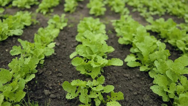 radish plants growing in the greenhouse, radish cultivation.