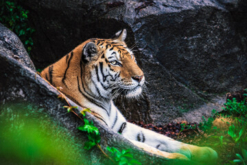 Amur Tiger resting in rainforest zoo exhibit.