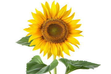 Sunflower Plant On Transparent Background.
