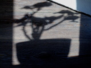 A shadow from a pot with a houseplant on the wall in a room interior on a wooden laminated surface.