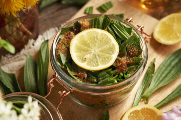 Preparation of ribwort plantain syrup for cough from fresh leaves, lemon and sugar