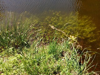 The texture of the shore of a lake on which grass grows. and green algae at the bottom under the water column.