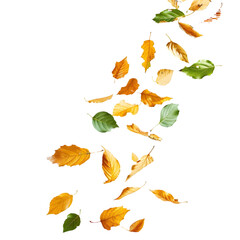 Isolate leaves movement falling slow down isolated on a transparent background