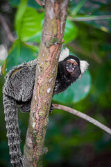 Macaco sagui Callithrix Callitrichidae em cima de um tronco de árvore em meio a uma floresta Marmoset monkey Callithrix Callitrichidae on top of a tree trunk in the middle of a forest 2