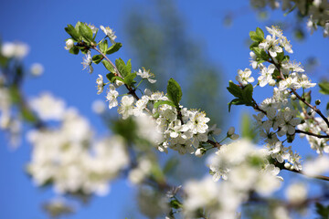 Cherry blossom in spring garden on blue sky background. White flowers and young green leaves on a branch
