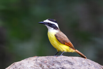 Side view of golden-bellied Flycatcher seen perched on rock, La Fortuna, Costa Rica