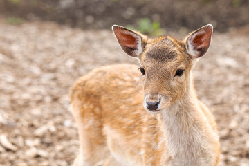 Portrait of a young deer with soft brown fur, gazing gently in its natural forest habitat