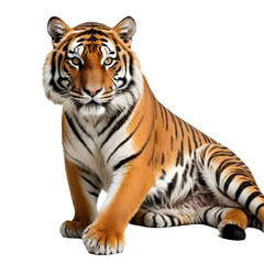 Rayal Bangle Tiger PNG transparent background image
