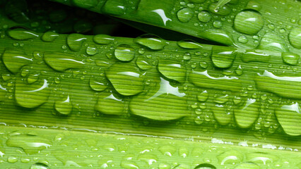 green leaf with drops of water