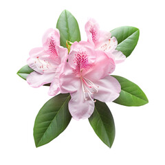 Naklejka premium Rhododendron flower isolated on a transparent background