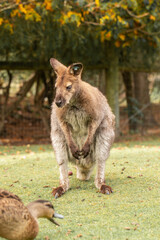 A curious wallaby with soft brown fur, standing in a lush New Zealand meadow