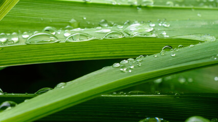 green leaf with drops of water