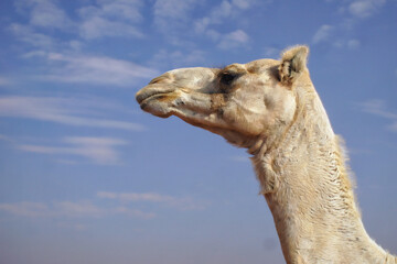 Adult arabian camel - obrazy, fototapety, plakaty