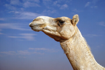 adult arabian camel - obrazy, fototapety, plakaty