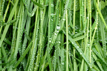 Obraz premium green leaf with drops of water