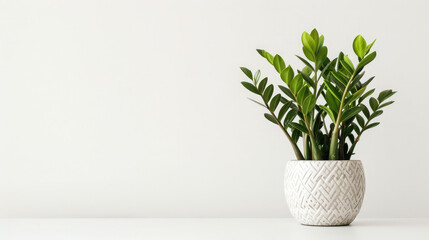 Beautiful house plant zamiokulkas in a white pot on a gray concrete background, The concept of minimalism, Home plants in a modern interior, Banner,Free space for text
