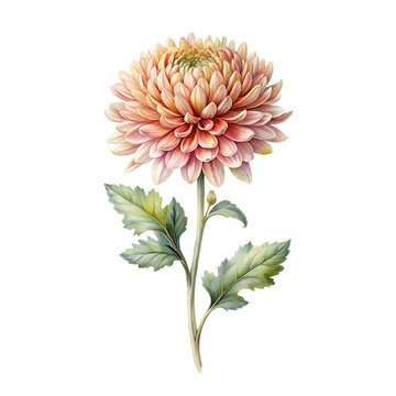 peach chrysanthemum flower watercolor style clip art preview