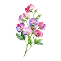 Watercolor Birth Month April Flower Sweet Pea Clipart on transparent background illustration